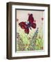 Butterflies, Red, Purple and Blue, 2016-Pat Scott-Framed Giclee Print