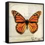 Butterflies Script II-Amy Melious-Framed Stretched Canvas