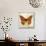 Butterflies Script II-Amy Melious-Stretched Canvas displayed on a wall
