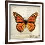 Butterflies Script II-Amy Melious-Framed Art Print