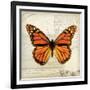 Butterflies Script II-Amy Melious-Framed Art Print