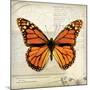 Butterflies Script II-Amy Melious-Mounted Art Print