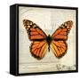 Butterflies Script II-Amy Melious-Framed Stretched Canvas