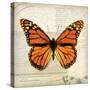 Butterflies Script II-Amy Melious-Stretched Canvas