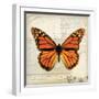 Butterflies Script II-Amy Melious-Framed Premium Giclee Print