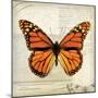 Butterflies Script II-Amy Melious-Mounted Premium Giclee Print