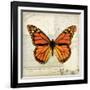 Butterflies Script II-Amy Melious-Framed Art Print