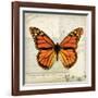 Butterflies Script II-Amy Melious-Framed Art Print