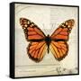 Butterflies Script II-Amy Melious-Framed Stretched Canvas
