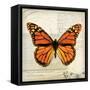 Butterflies Script II-Amy Melious-Framed Stretched Canvas