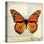 Butterflies Script II-Amy Melious-Stretched Canvas