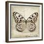 Butterflies Script III-Amy Melious-Framed Premium Giclee Print