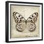 Butterflies Script III-Amy Melious-Framed Premium Giclee Print