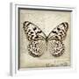 Butterflies Script III-Amy Melious-Framed Premium Giclee Print