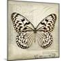 Butterflies Script III-Amy Melious-Mounted Premium Giclee Print