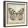 Butterflies Script III-Amy Melious-Framed Art Print