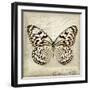 Butterflies Script III-Amy Melious-Framed Art Print