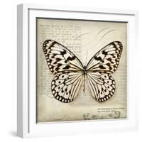 Butterflies Script III-Amy Melious-Framed Art Print