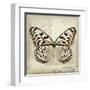 Butterflies Script III-Amy Melious-Framed Art Print