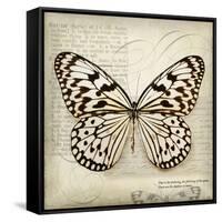 Butterflies Script III-Amy Melious-Framed Stretched Canvas