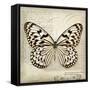 Butterflies Script III-Amy Melious-Framed Stretched Canvas