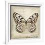 Butterflies Script III-Amy Melious-Framed Art Print