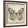 Butterflies Script III-Amy Melious-Framed Art Print