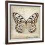 Butterflies Script III-Amy Melious-Framed Art Print