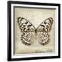 Butterflies Script III-Amy Melious-Framed Art Print