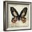 Butterflies Script IV-Amy Melious-Framed Art Print