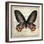 Butterflies Script IV-Amy Melious-Framed Art Print