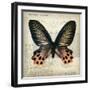 Butterflies Script IV-Amy Melious-Framed Art Print