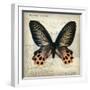 Butterflies Script IV-Amy Melious-Framed Art Print