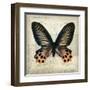 Butterflies Script IV-Amy Melious-Framed Art Print