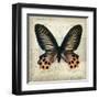 Butterflies Script IV-Amy Melious-Framed Art Print