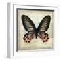 Butterflies Script IV-Amy Melious-Framed Art Print