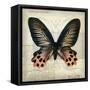 Butterflies Script IV-Amy Melious-Framed Stretched Canvas