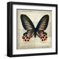 Butterflies Script IV-Amy Melious-Framed Art Print