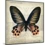 Butterflies Script IV-Amy Melious-Mounted Art Print