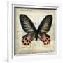 Butterflies Script IV-Amy Melious-Framed Art Print