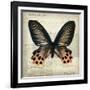 Butterflies Script IV-Amy Melious-Framed Art Print