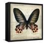 Butterflies Script IV-Amy Melious-Framed Stretched Canvas