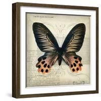 Butterflies Script IV-Amy Melious-Framed Art Print