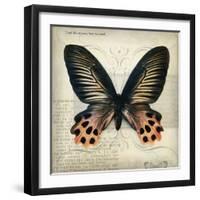 Butterflies Script IV-Amy Melious-Framed Art Print