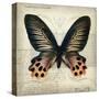 Butterflies Script IV-Amy Melious-Stretched Canvas