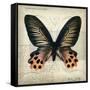Butterflies Script IV-Amy Melious-Framed Stretched Canvas