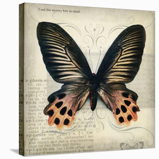 Butterflies Script IV-Amy Melious-Stretched Canvas