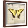 Butterflies Script V-Amy Melious-Framed Art Print