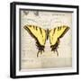 Butterflies Script V-Amy Melious-Framed Art Print