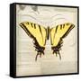 Butterflies Script V-Amy Melious-Framed Stretched Canvas